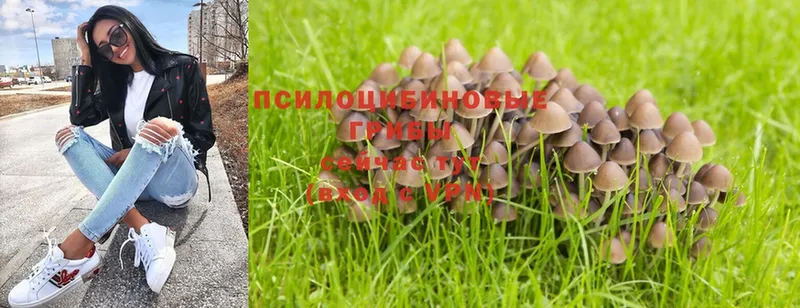 где найти   Зеленогорск  Псилоцибиновые грибы Psilocybe 